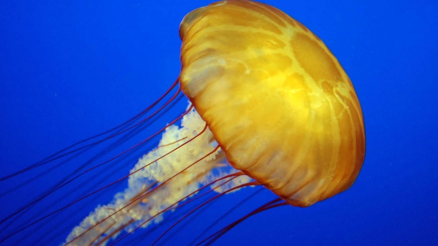 Cận cảnh “hệ sinh thái” sứa biển